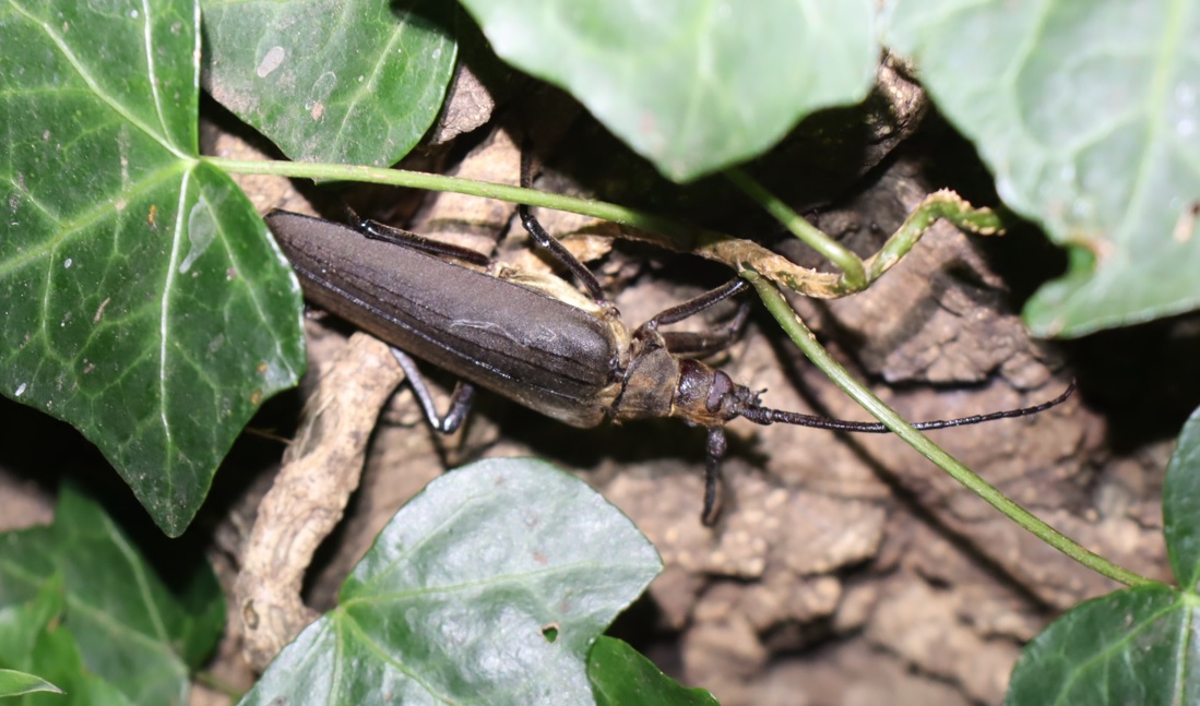 ウスバカミキリ_No8のクヌギ_クワガタ達のオアシス_2023年7月18日19時35分 気温31.5度